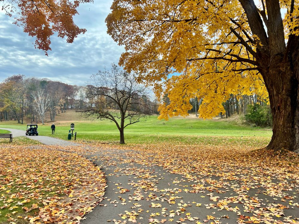 Pine_Grove_Fall_Leaves